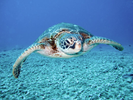 Protect the sea turtle using Sealpod